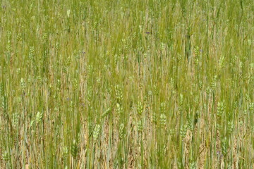 Champ de jeune blé vert dans la terre sèche.
