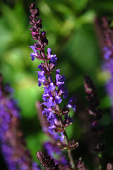 Closeup of sage or salvia purple blooming plants.