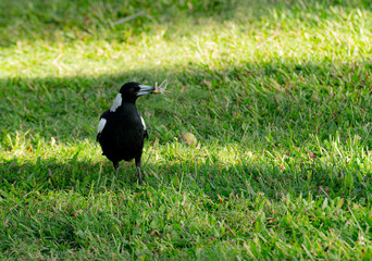 Australian Magpie or Gymnorhina tibicen,