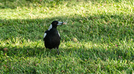 Australian Magpie or Gymnorhina tibicen,