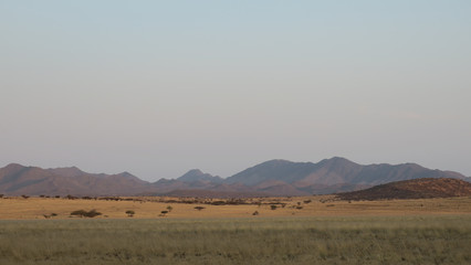 Fototapeta na wymiar African desert grassy landscape with mountains in the distance. wavy grass.