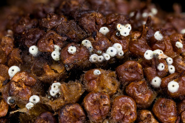 Cercophora languinosa fungi on sycamore seed pod