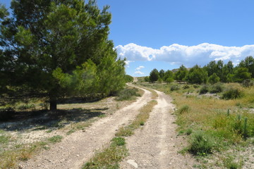 Fototapeta na wymiar Chemin de terre courbe dans la campagne avec pins.