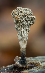 Xylaria anamorph fungus in Andean cloud forest in Ecuador