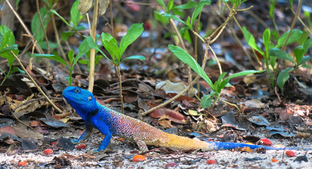 Brightly colored gecko with a blue head and yellow tail sitting on the sand with green leafs 