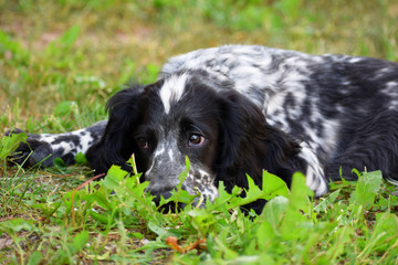 Young russian spaniel black and white lying on  green grass in summer day. Puppy of hunting dog.