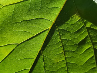 green leaves cells and veins macro