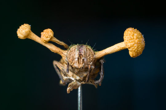 zombie fungus Ophiocordyceps dipterigena on fly in Andean cloud forest in Bolivia