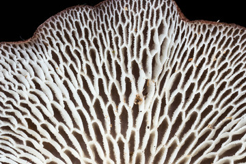 close-up of pores of Neofavolus mushroom from Andean cloud forest in Bolivia