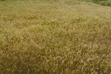 Champ de céréales blondes