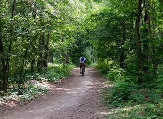 Obraz premium Cyclist rides bicycle in the deciduous forest. Rear view.