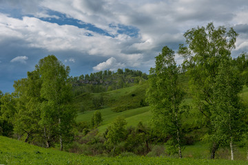 Birches on the background of mountain hills and rocky mountains in the background
