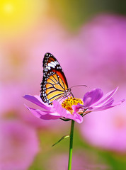 Fototapeta na wymiar Close up of butterfly on pink cosmos flower with pink blurred background