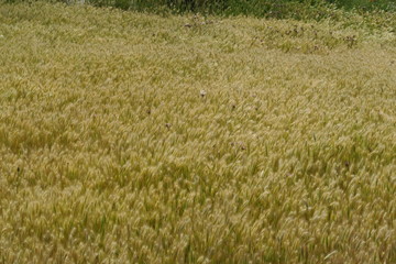 Champ de céréales blondes