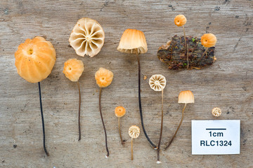studio photograph of Marasmius mushrooms against wooden background from Andean cloud forest in Ecuador