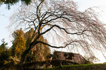民家の前に咲く綺麗な枝の桜