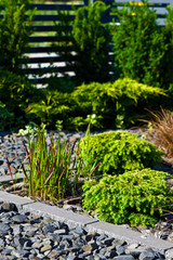 Home garden design detail, green evergreen plants on rocks background.