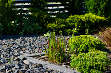 Home garden design detail, green evergreen plants on rocks background.