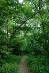 Summer landscape, deciduous trees and pines. Daylight sunlight breaks through the foliage.
