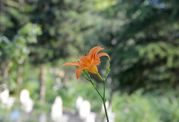 Obraz premium orange flower in the garden