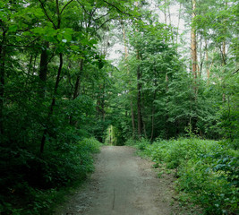 Fototapeta premium Letni krajobraz, drzewa liściaste i sosny. Światło dzienne przebija się przez liście.