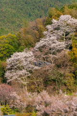 山の中に咲き乱れている桜