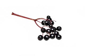 Fresh black elderberry  fruit isolated