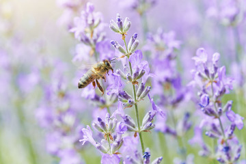 Bee on Lavender flower. Defocused nature violet and orange background. 