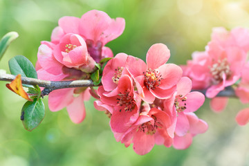 Flowering Japanese quince. Lovely Spring red flowers on blurred yellow green background.