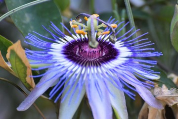 purple passion flower in the garden