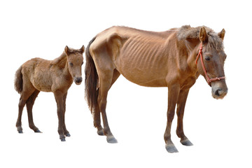 Horse family isolate white background in animals farm Thailand