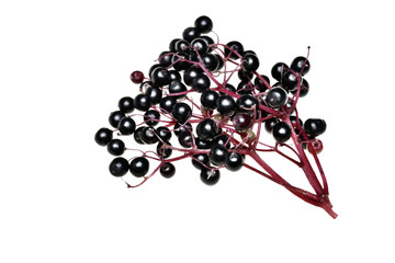Fresh black elderberry  fruit isolated