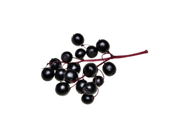 Fresh black elderberry  fruit isolated
