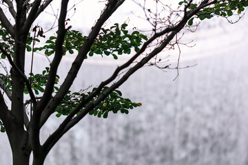 detail of green forest indoor garden, shallow depth of field
