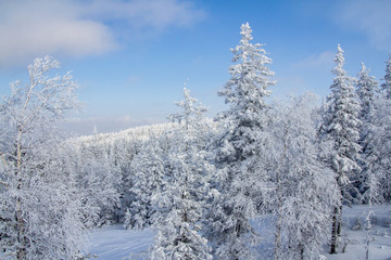 Fototapeta na wymiar winter, snow, forest, tree,christmas, snowy