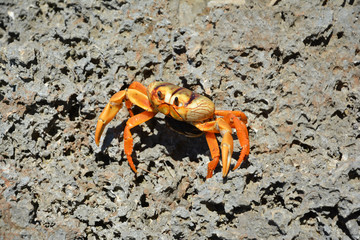crab, ea, crustacean, sand, oceaseafood,