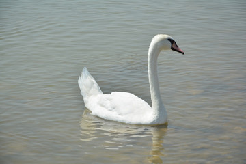 Fototapeta na wymiar swan, bird, water, lake, white, nature, animal, birds, wildlife,elegance, grace