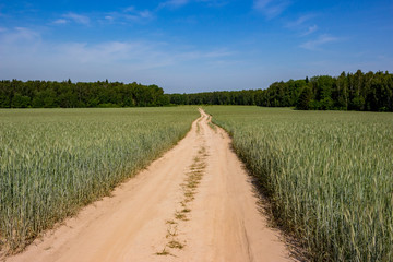 Fototapeta na wymiar Landscape overlooking a rural road through a wheat field