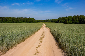 Landscape overlooking a rural road through a wheat field