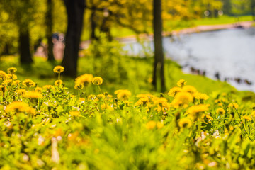 Summer flowers yellow dandelions. Bright sunny flowers.