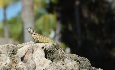 reptile