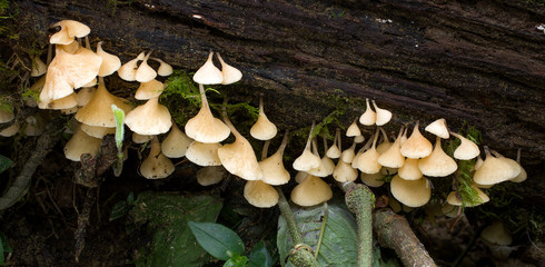 Rhodoarrhenia mushrooms on wood in Andean cloud forest in Bolivia