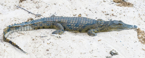 Small crocodile on white sand by river, Nile crocodile.