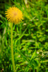 Summer flowers yellow dandelions. Bright sunny flowers.