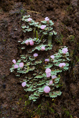 Phyllobaeis imbricata lichen on soil in Andean cloud forest in Ecuador