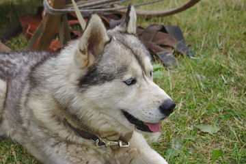 husky dog with colorful eyes resting on the grass