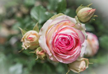 Rosales - Pinke Rose