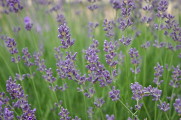 summer flowers are pleasing to the eye