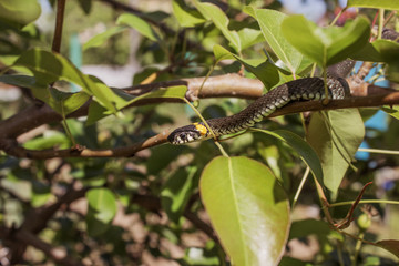 Closeup of a grass snake in the branches of a tree