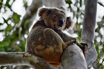 Cute wild koala bear is sitting on the tree in Noosa National Park